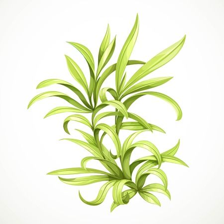 indigridents Image