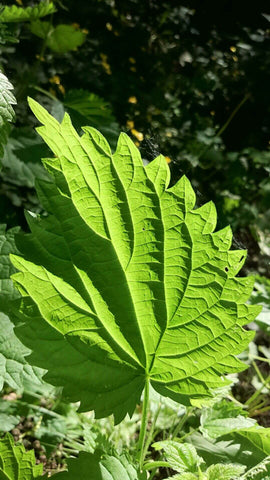 Nettle leaf extract Body shower gel