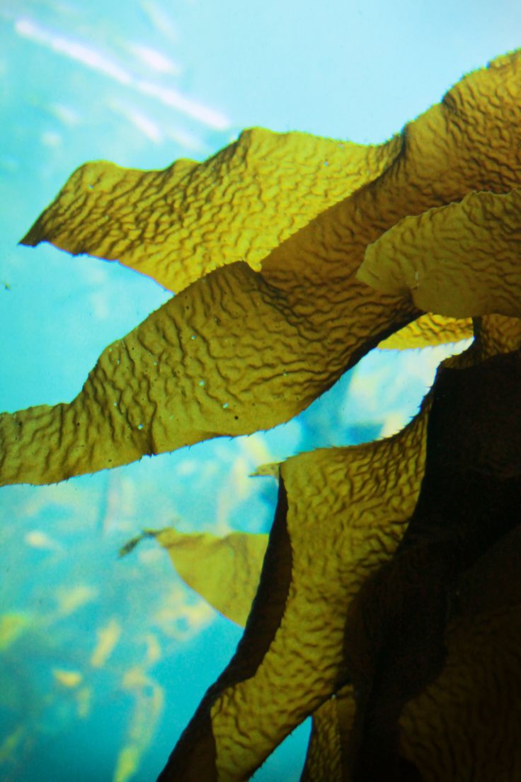 indigridents Image